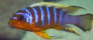 Metriaclima sp. 'zebra long pelvic' Chewere